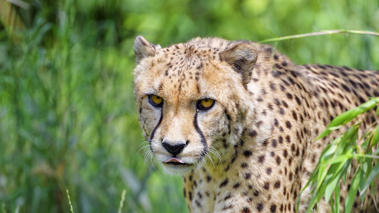 Wallpaper cheetah, predator, big cat, protruding tongue