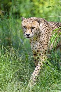 Preview wallpaper cheetah, predator, big cat, protruding tongue