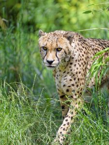 Preview wallpaper cheetah, predator, big cat, protruding tongue