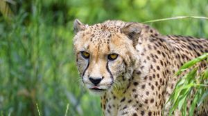Preview wallpaper cheetah, predator, big cat, protruding tongue