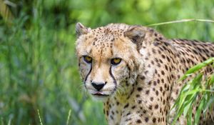 Preview wallpaper cheetah, predator, big cat, protruding tongue