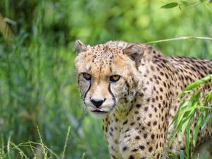 Preview wallpaper cheetah, predator, big cat, protruding tongue