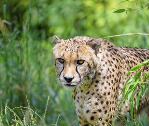 Preview wallpaper cheetah, predator, big cat, protruding tongue