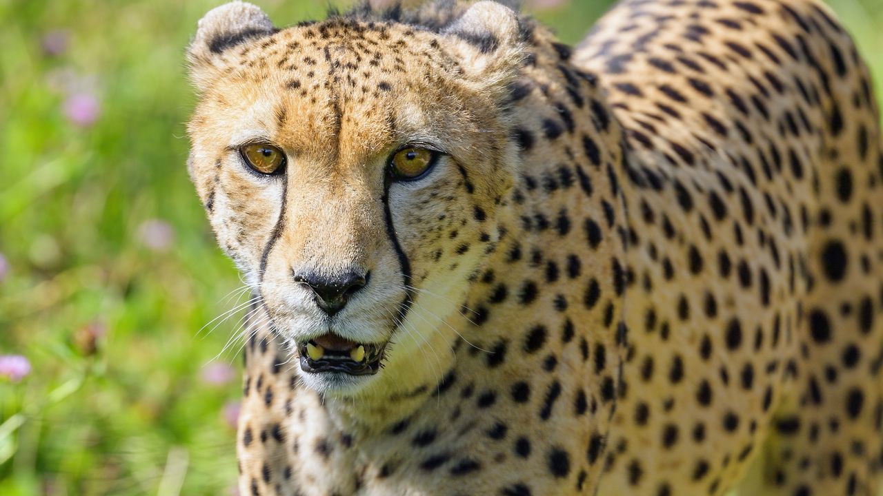 Wallpaper cheetah, predator, big cat, wildlife