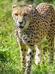 Preview wallpaper cheetah, predator, big cat, wildlife