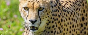 Preview wallpaper cheetah, predator, big cat, wildlife