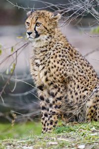 Preview wallpaper cheetah, predator, big cat, animal, branches