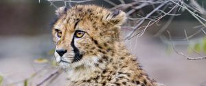 Preview wallpaper cheetah, predator, big cat, animal, branches