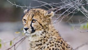 Preview wallpaper cheetah, predator, big cat, animal, branches