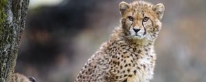 Preview wallpaper cheetah, predator, big cat, animal, wildlife