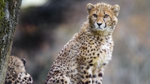 Preview wallpaper cheetah, predator, big cat, animal, wildlife