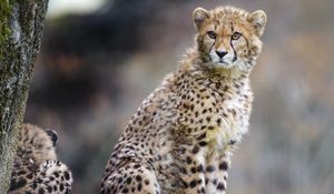 Preview wallpaper cheetah, predator, big cat, animal, wildlife