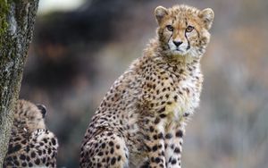 Preview wallpaper cheetah, predator, big cat, animal, wildlife