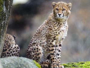 Preview wallpaper cheetah, predator, big cat, animal, wildlife