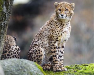 Preview wallpaper cheetah, predator, big cat, animal, wildlife