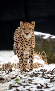 Preview wallpaper cheetah, predator, big cat, animal, snow