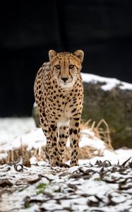 Preview wallpaper cheetah, predator, big cat, animal, snow