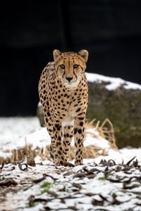 Preview wallpaper cheetah, predator, big cat, animal, snow