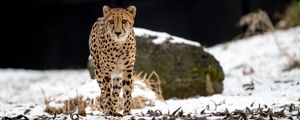 Preview wallpaper cheetah, predator, big cat, animal, snow