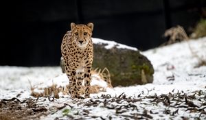 Preview wallpaper cheetah, predator, big cat, animal, snow