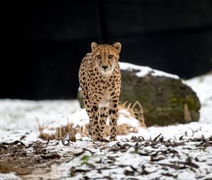 Preview wallpaper cheetah, predator, big cat, animal, snow
