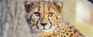 Preview wallpaper cheetah, predator, big cat, animal