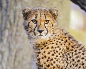 Preview wallpaper cheetah, predator, big cat, animal