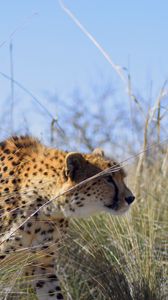 Preview wallpaper cheetah, predator, big cat, animal, grass