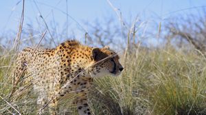 Preview wallpaper cheetah, predator, big cat, animal, grass