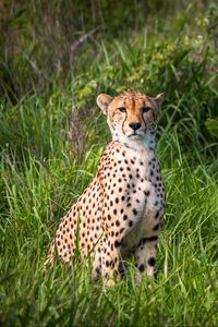 Preview wallpaper cheetah, predator, big cat, grass