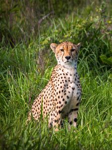 Preview wallpaper cheetah, predator, big cat, grass