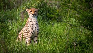 Preview wallpaper cheetah, predator, big cat, grass