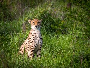 Preview wallpaper cheetah, predator, big cat, grass