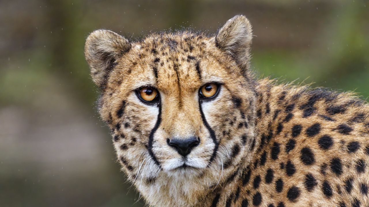 Wallpaper cheetah, predator, big cat, wild animal, movement