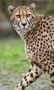 Preview wallpaper cheetah, predator, big cat, wild animal, movement
