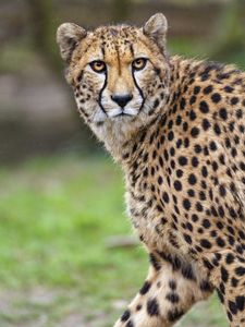 Cheetah, animal, wildlife, predator, HD phone wallpaper
