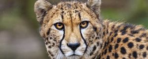 Preview wallpaper cheetah, predator, big cat, wild animal, movement