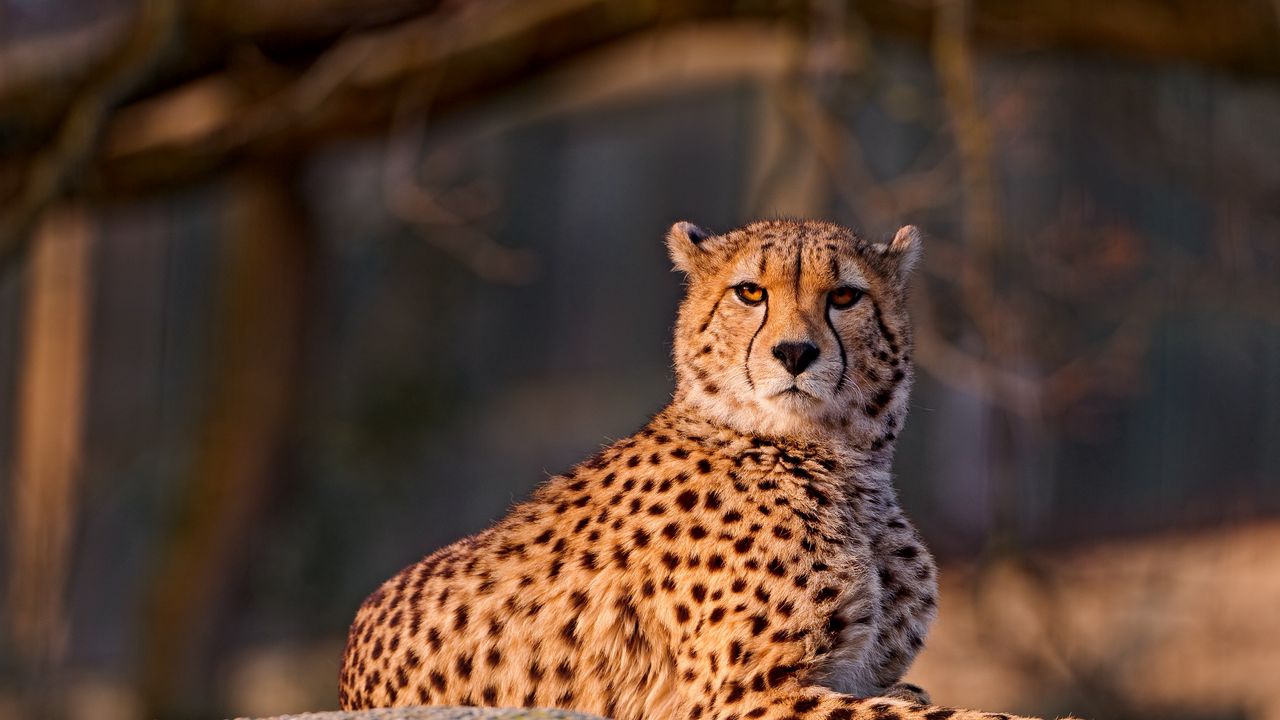 Wallpaper cheetah, predator, down, big cat, spotted
