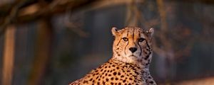 Preview wallpaper cheetah, predator, down, big cat, spotted