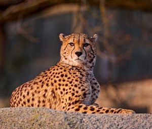 Preview wallpaper cheetah, predator, down, big cat, spotted