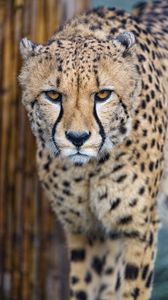 Preview wallpaper cheetah, predator, glance, big cat