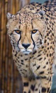 Preview wallpaper cheetah, predator, glance, big cat