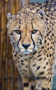 Preview wallpaper cheetah, predator, glance, big cat