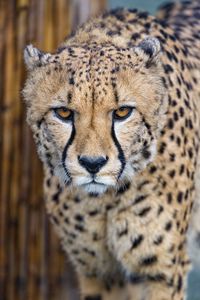 Preview wallpaper cheetah, predator, glance, big cat