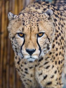 Preview wallpaper cheetah, predator, glance, big cat