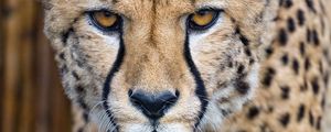 Preview wallpaper cheetah, predator, glance, big cat