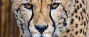 Preview wallpaper cheetah, predator, glance, big cat