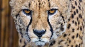 Preview wallpaper cheetah, predator, glance, big cat