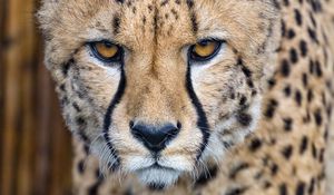 Preview wallpaper cheetah, predator, glance, big cat