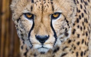 Preview wallpaper cheetah, predator, glance, big cat